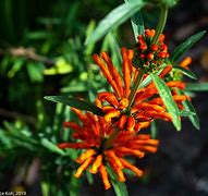 Image result for New Zealand Summer Flowers