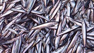 Image result for Ikan Capelin