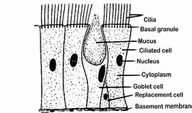 Image result for Ciliated Epithelium Cell