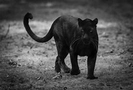 Image result for Black Panther Jumping through American Flag