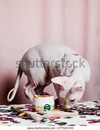 Image result for Sphynx Cat Cake Pan