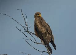 Image result for Bald Eagle Bird Flying