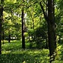 Image result for Cool Tree Wallpapers