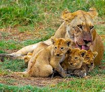 Image result for Mother Lioness