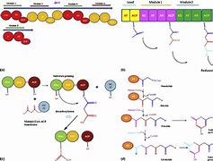 Image result for PKS Assembly Line