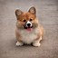 Image result for Ảnh Corgi