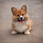 Image result for Corgi Puppies Running