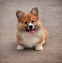 Image result for Corgi Puppies Running