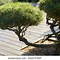 Image result for Bonsai Pine Tree