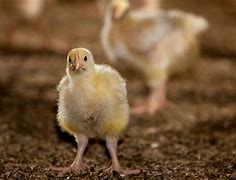 Image result for Neurologic Chickens