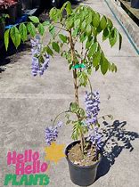 Image result for Purple Chinese Wisteria Tree