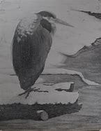 Image result for Snowy Heron