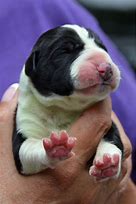 Image result for 12 Week Old Great Dane Puppy