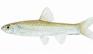 Image result for Shiner Fish