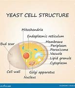 Image result for Yeast Structure Diagram