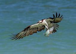 Image result for Pacific Osprey