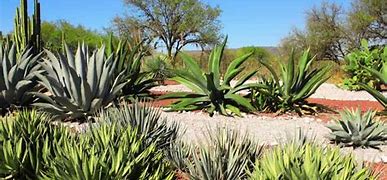 Image result for Agave Plant Varieties