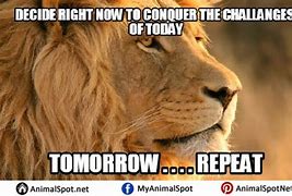 Image result for Cute Lion Memes