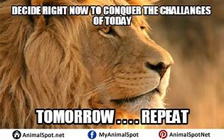 Image result for African Lion Memes