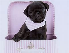 Image result for Cute Black Pug Pictures