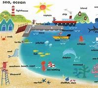 Image result for Sea Vocabulary