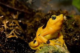 Image result for Panama Cool Animals