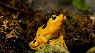 Image result for Panama Native Animals