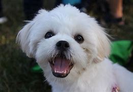 Image result for Maltese and Shih Tzu Mix