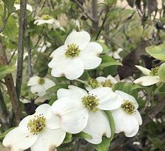 Image result for Flowering Dogwood Roots