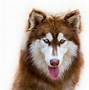 Image result for Husky Malamute Mix