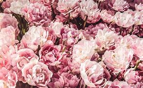 Image result for Fresh Pink Flowers