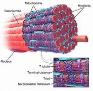 Image result for Muscle Cell Diagram GCSE