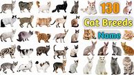 Image result for All Kinds of Cats