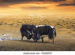 Image result for Buffalo Bison Fighting