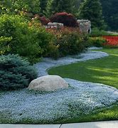 Image result for Blue Star Creeper Ground Cover in Pot