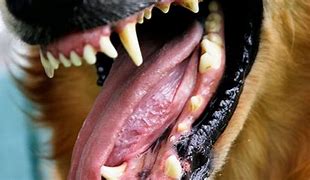 Image result for Tartar Buildup On Dog Teeth