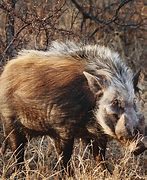 Image result for African Bushpig