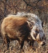 Image result for Bushpig