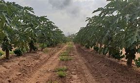 Image result for Shade-Grown Coffee