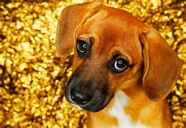 Image result for Puppy Eyes Breed