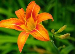 Image result for Ditch Lilies