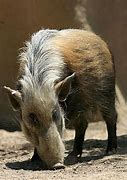 Image result for Bushpig Habitat