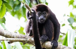 Image result for Rainforest Howler Monkeys