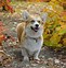 Image result for Corgi with Buzz Cut