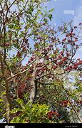 Image result for African Bean Tree