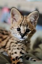 Image result for Cherval Cats