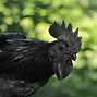 Image result for Fancy Chicken Breeds