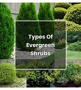 Image result for Plant Evergreen Shrubs