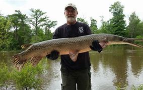 Image result for Arkansas Gar