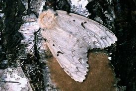 Image result for Gypsy Moth Invasive Species